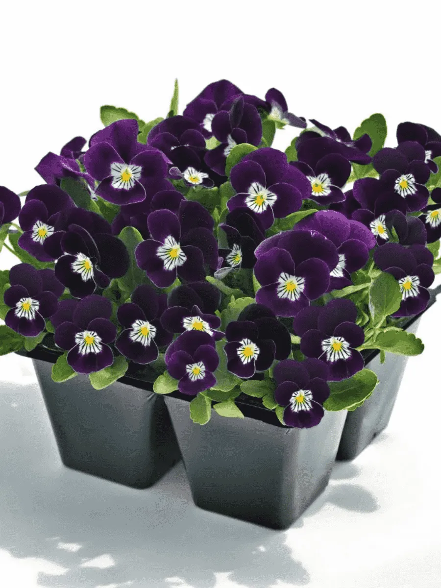 Виола рогатая  Admire Purple White Face