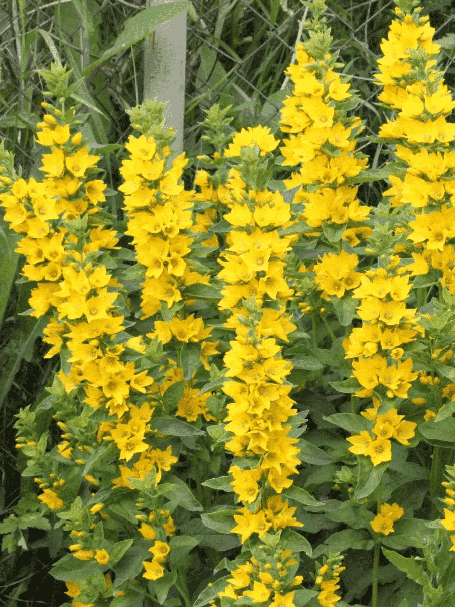 Вербейник точечный