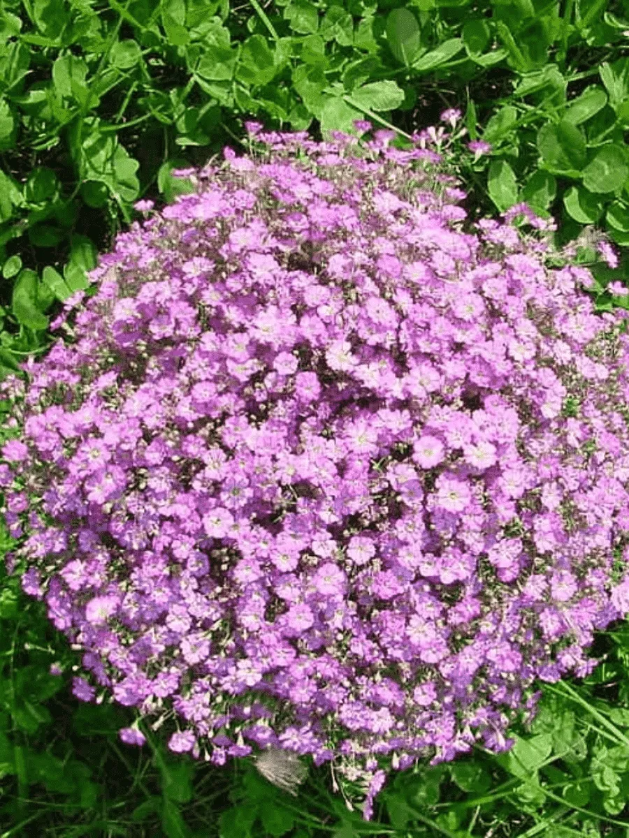 Гипсофила махровая Gypsy Deep Rose