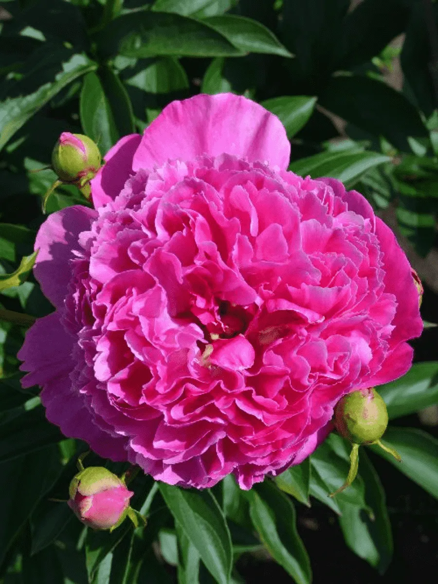 Гвоздика садовая Collection Pink Pom Pom