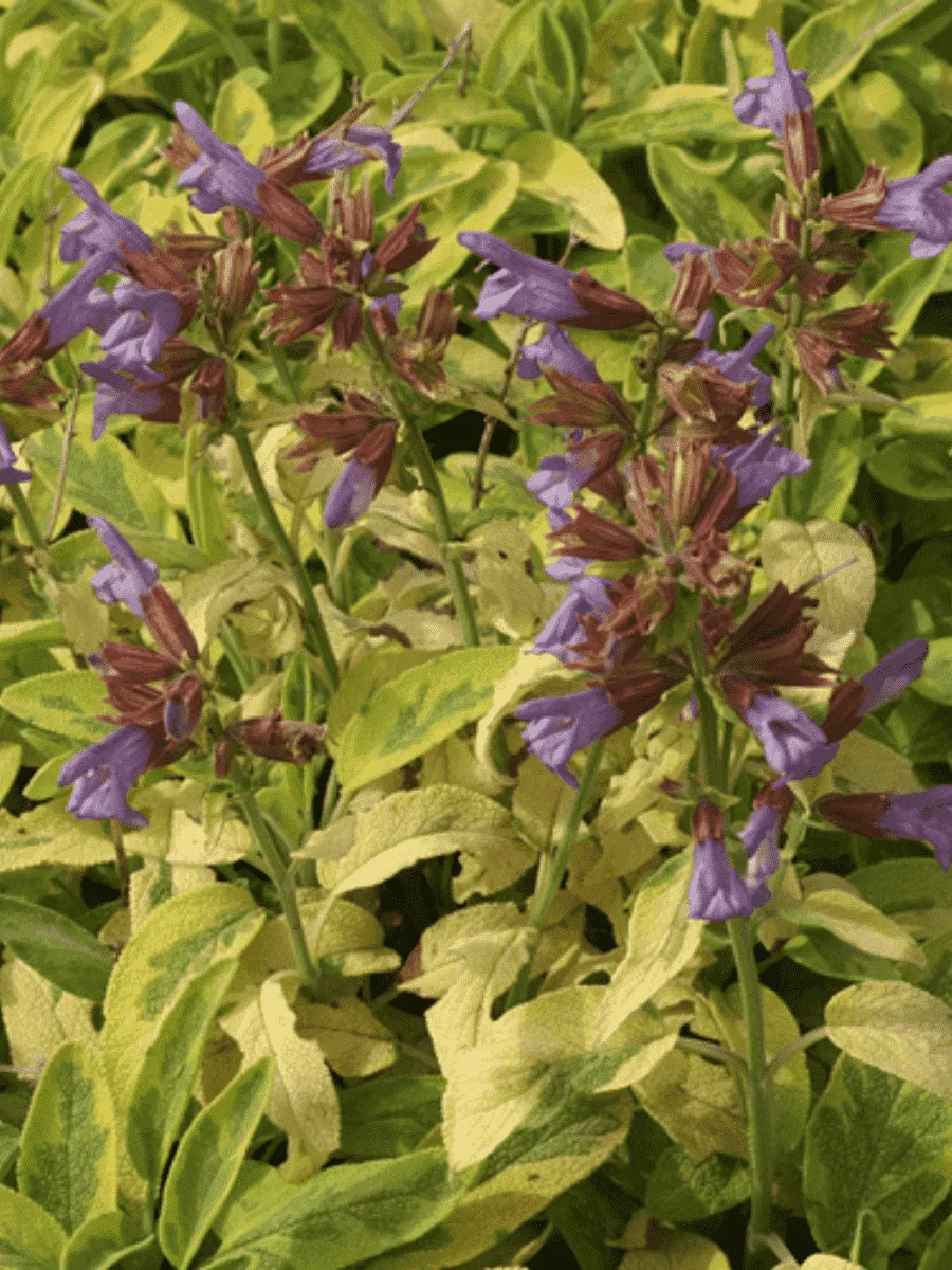 Шалфей лекарственный Icterina