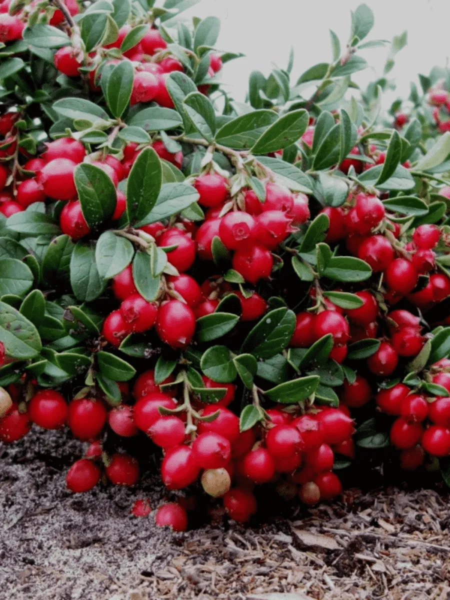 Брусника обыкновенная