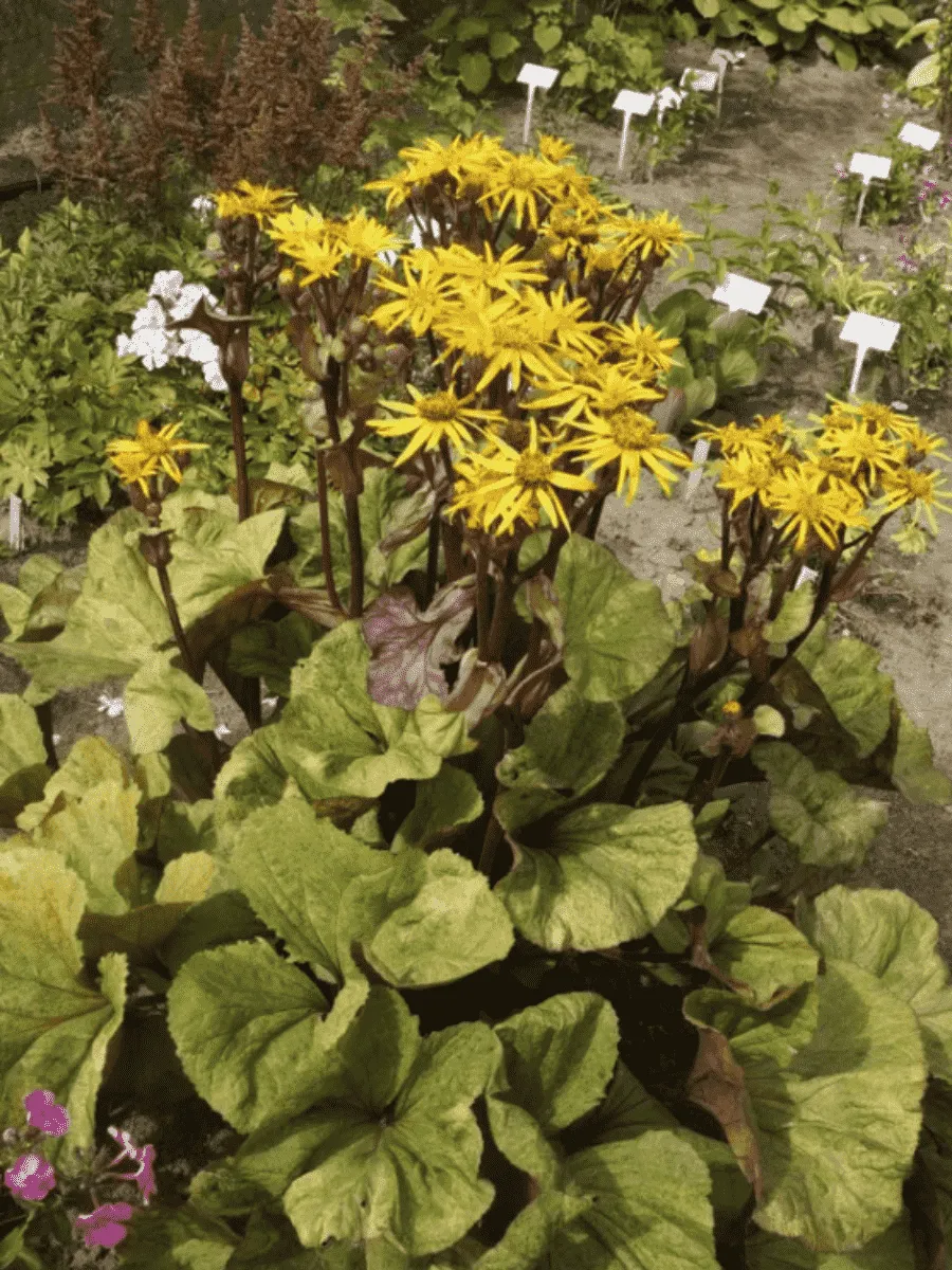 Бузульник гибридный Garden Confetti