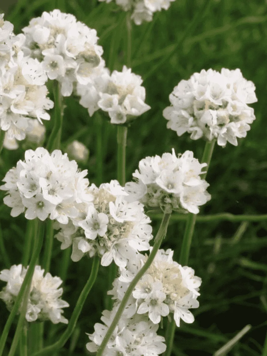 Армерия приморская Morning Star White