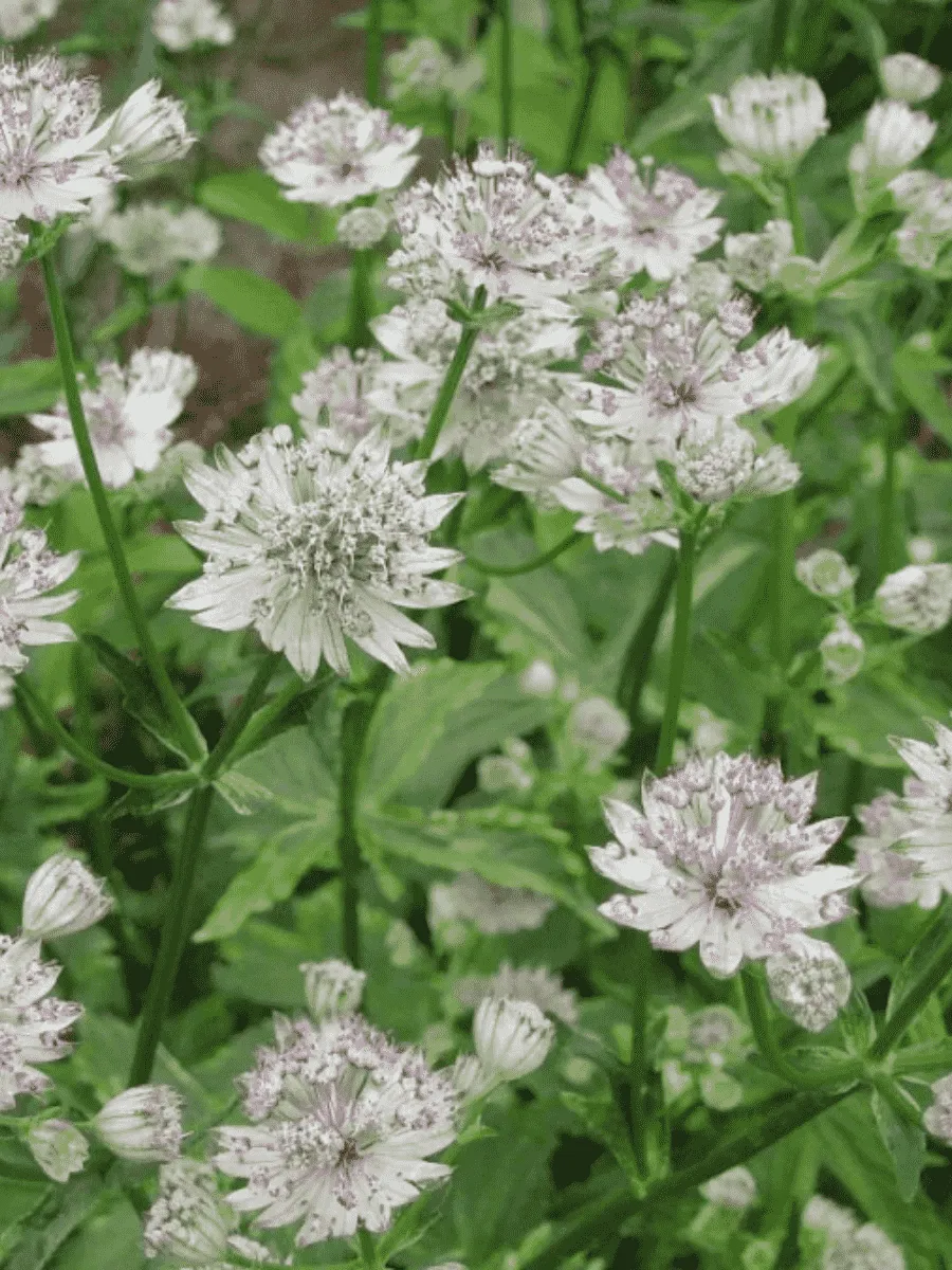 Астранция большая Sunningdale Variegated