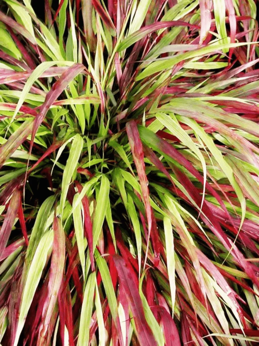 Хаконехлоа большая Beni Kaze