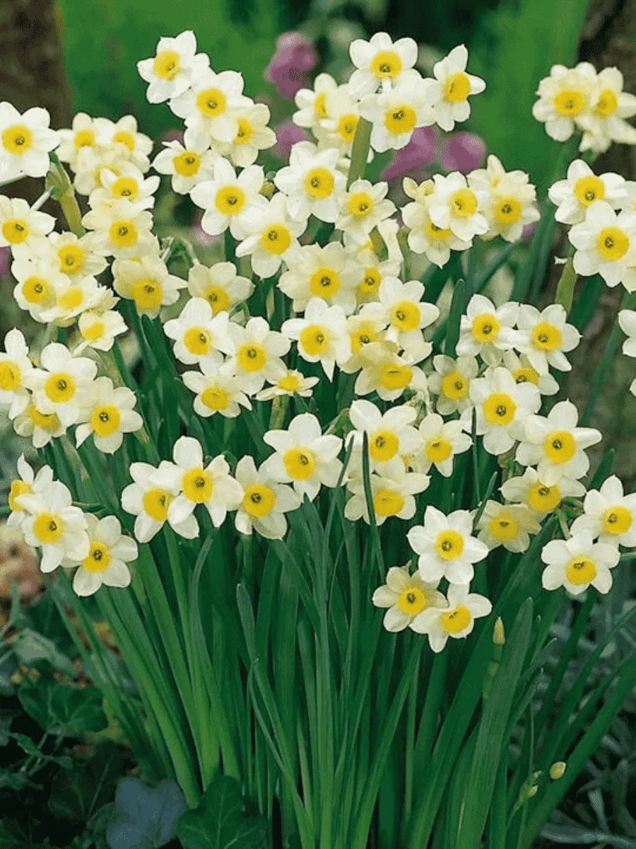 Нарцисс Minnow