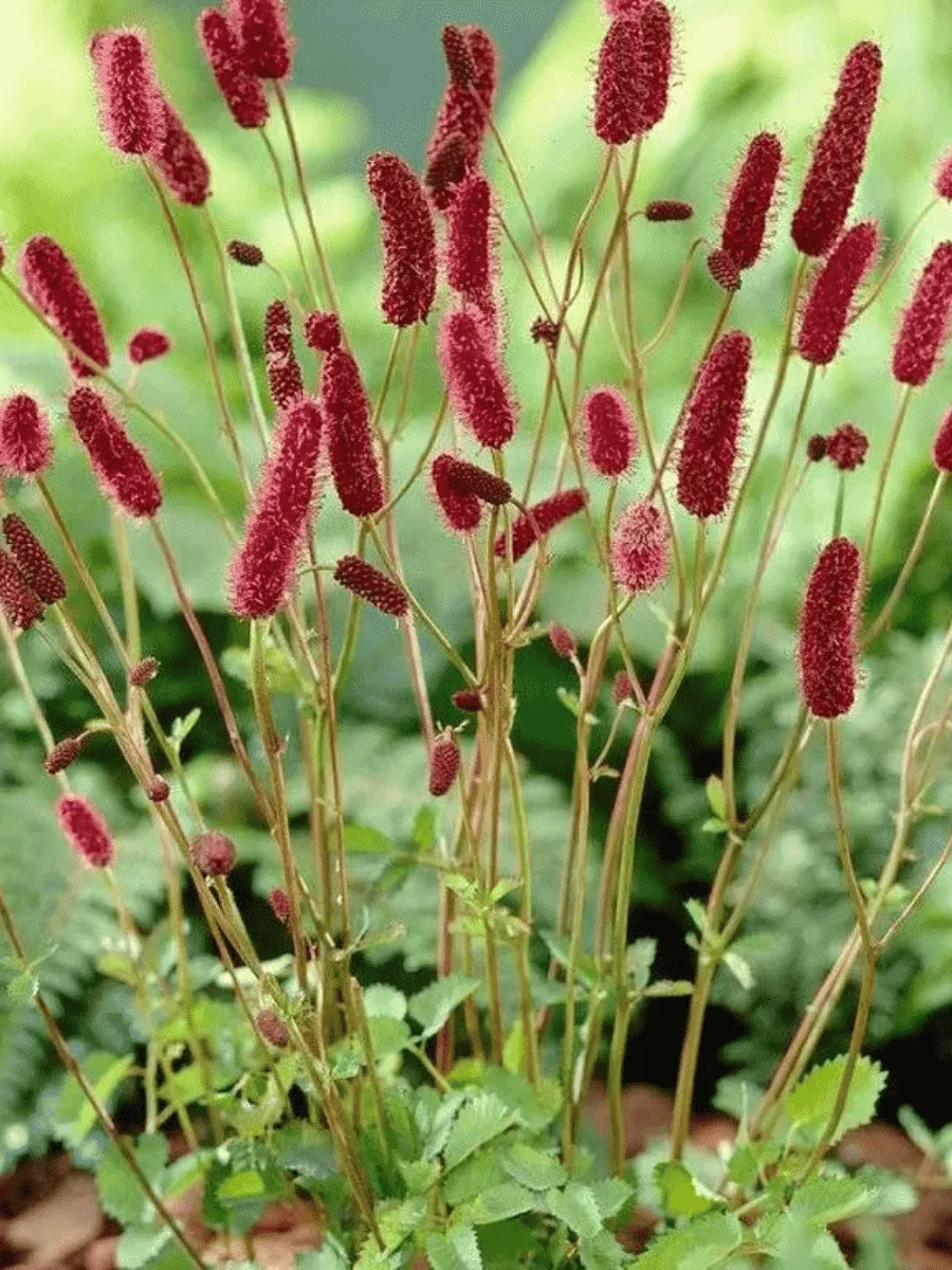 Кровохлебка лекарственная Tanna