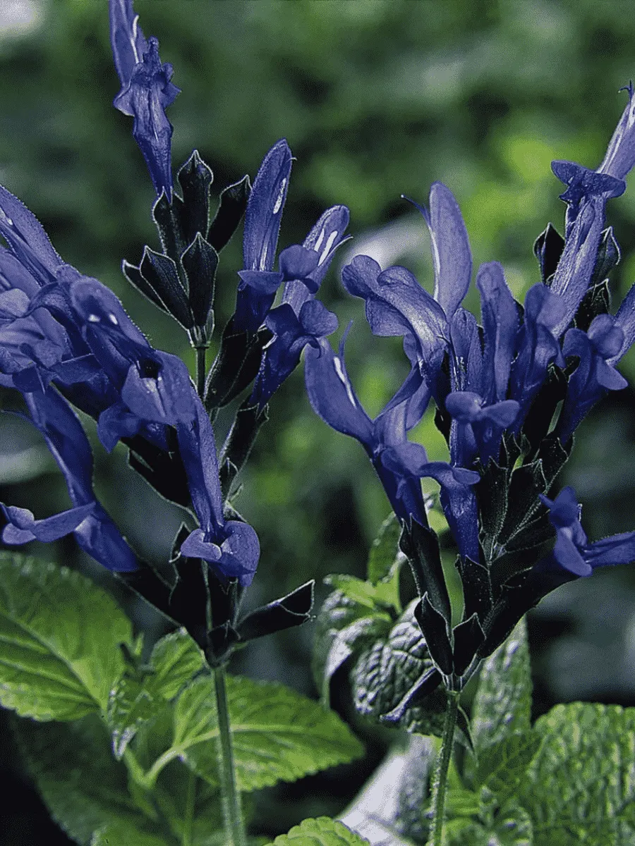 Шалфей Black and Blue 