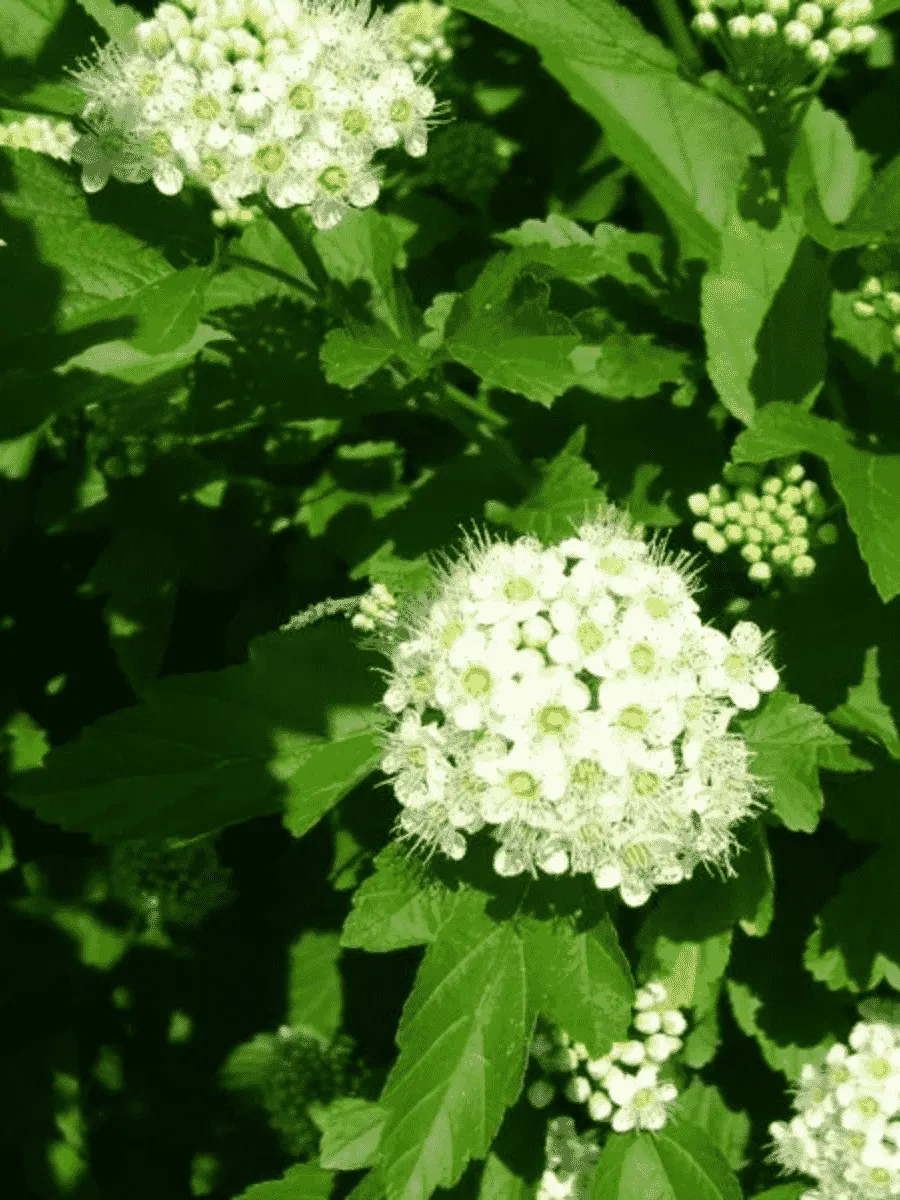 Пузыреплодник калинолистный Green Joker