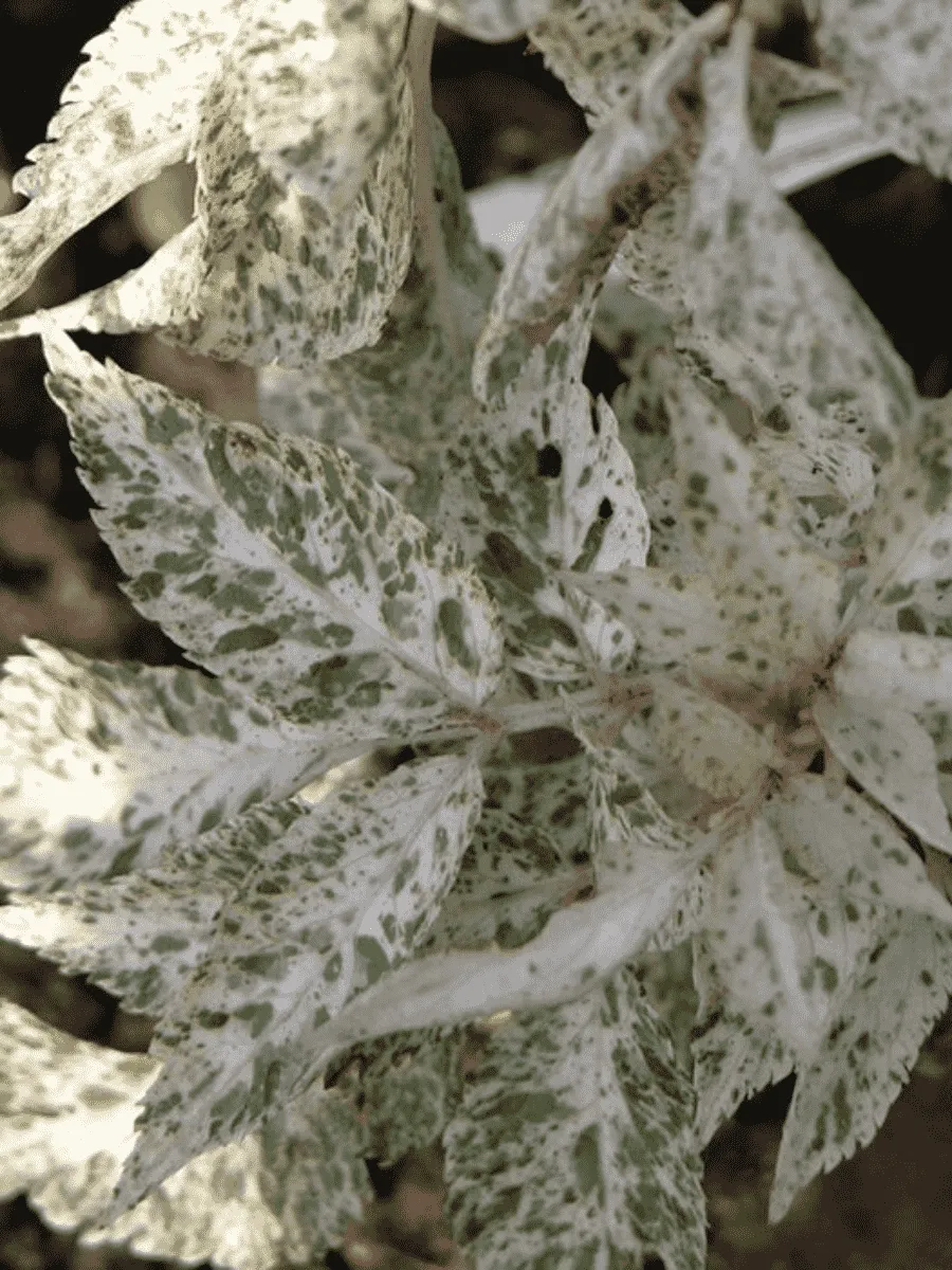 Бузина черная  Pulverulenta