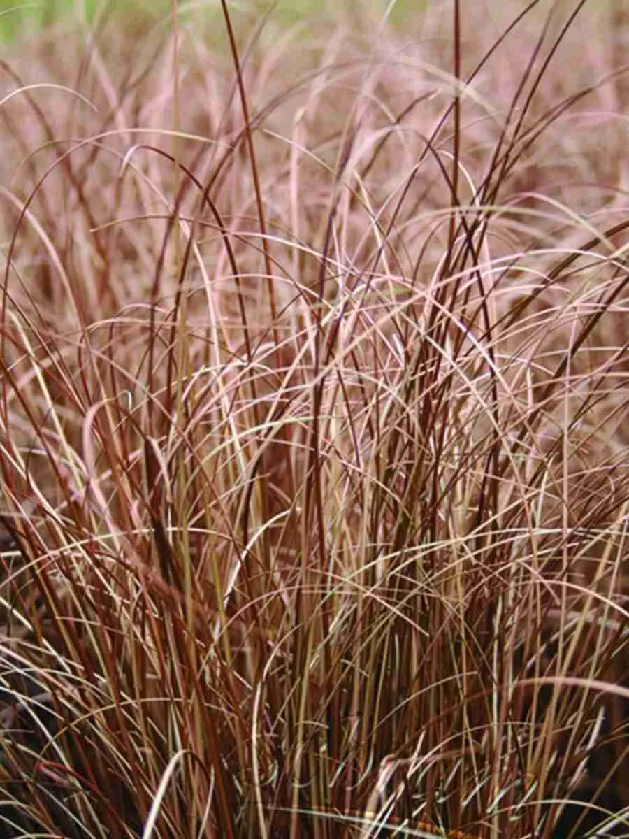 Осока власовидная Bronco