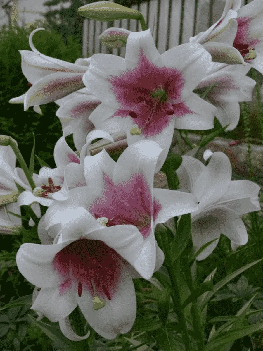 Лилия Triumphator