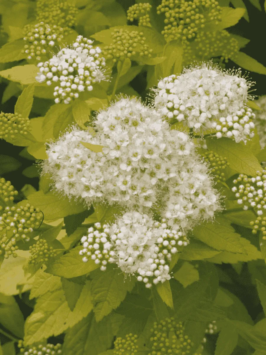 Спирея японская White Gold
