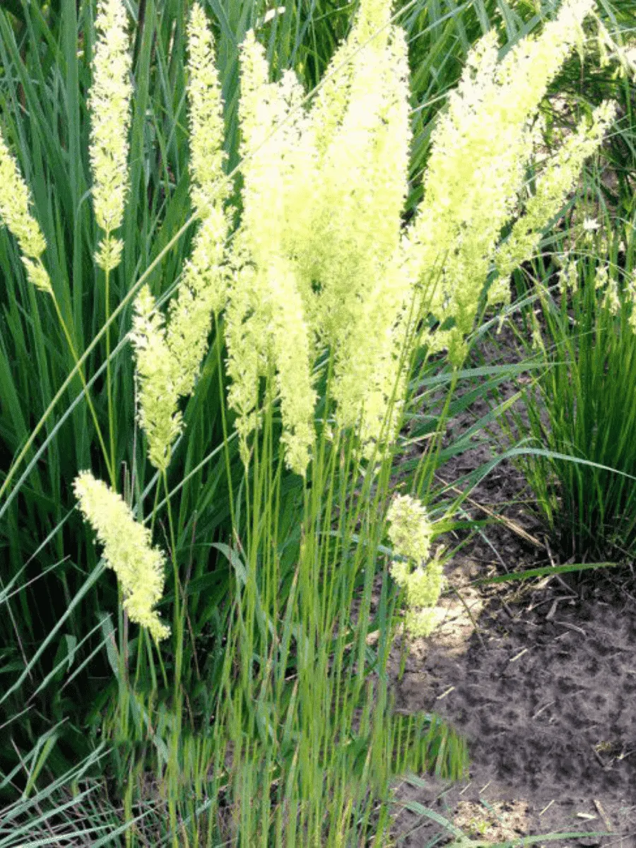 Колерия валисская Mountain Breeze