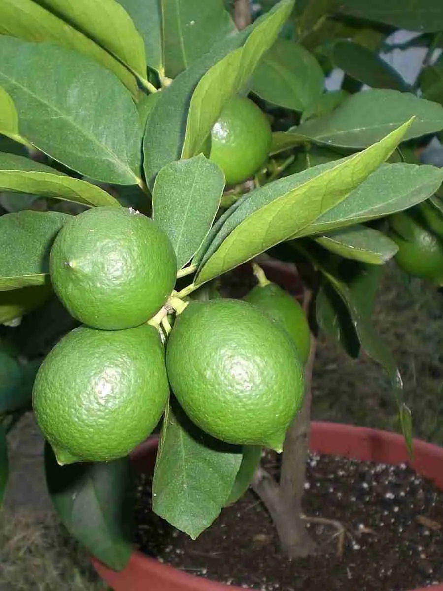 Лайм Мексиканский