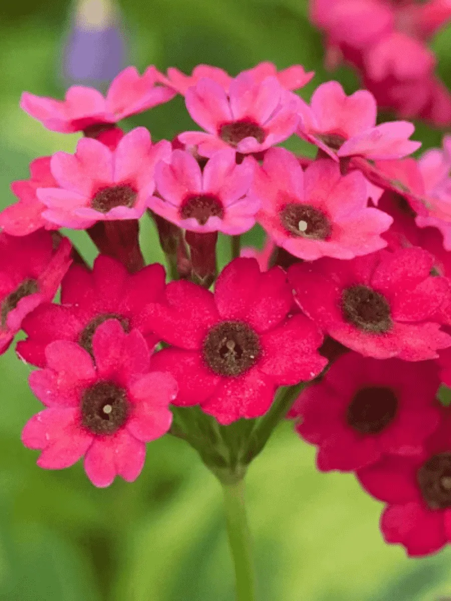 Примула японская 'Carmine'