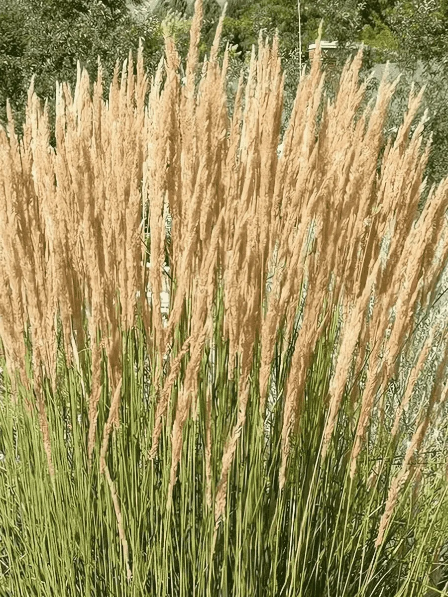 Вейник остроцветковый Avalanche