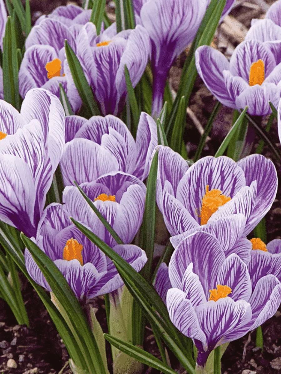 Крокус крупноцветковый Pickwick