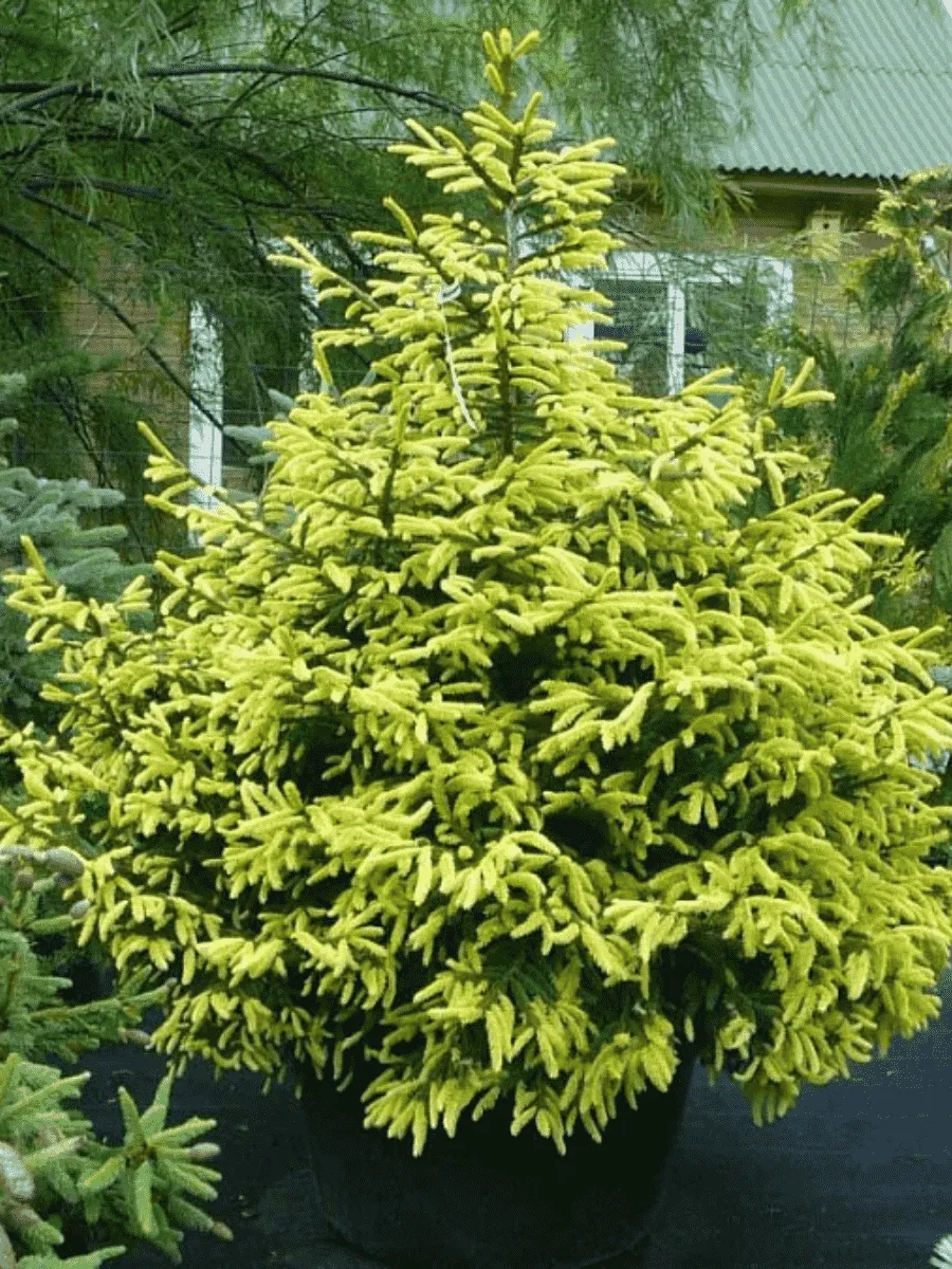 Ель восточная Aureospicata