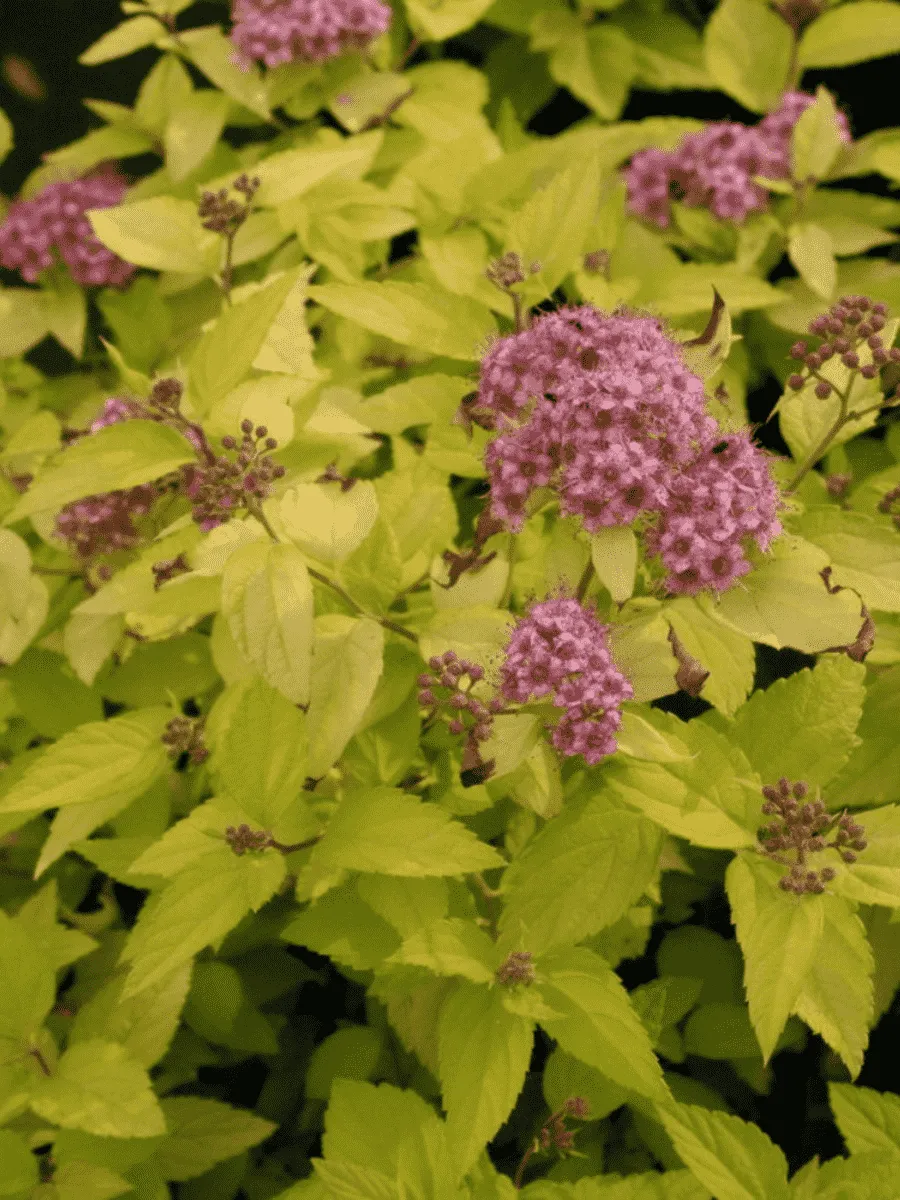 Спирея японская Goldmound