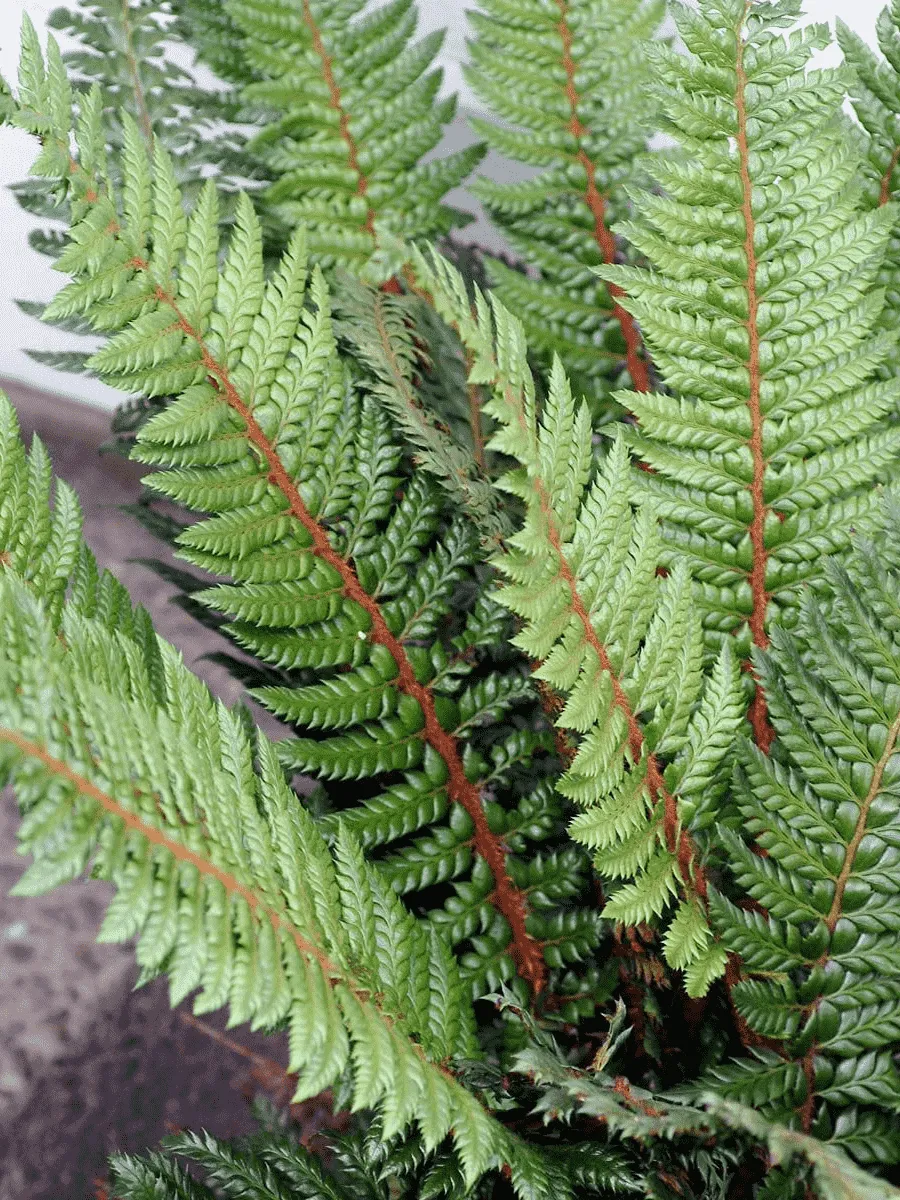 Многорядник щетинковый Shiny holly fern