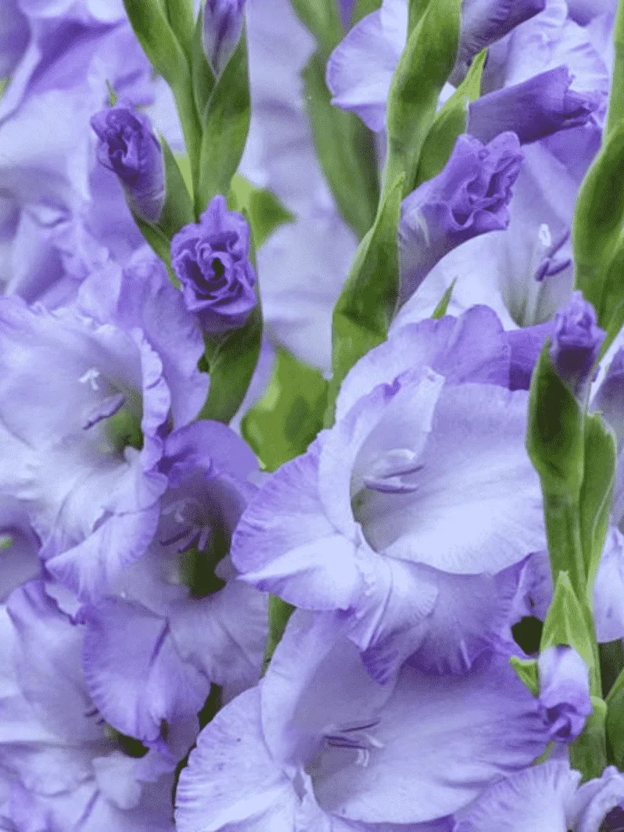 Гладиолус Sweet Blue