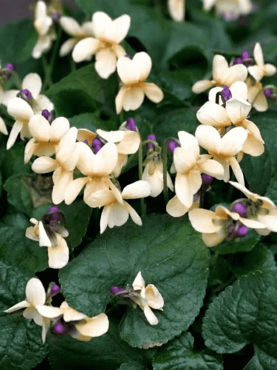 Виола душистая Sulphurea