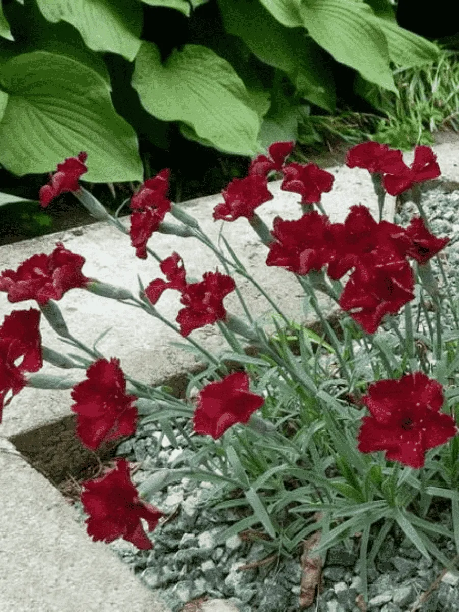 Гвоздика гратианополитанская Rubin