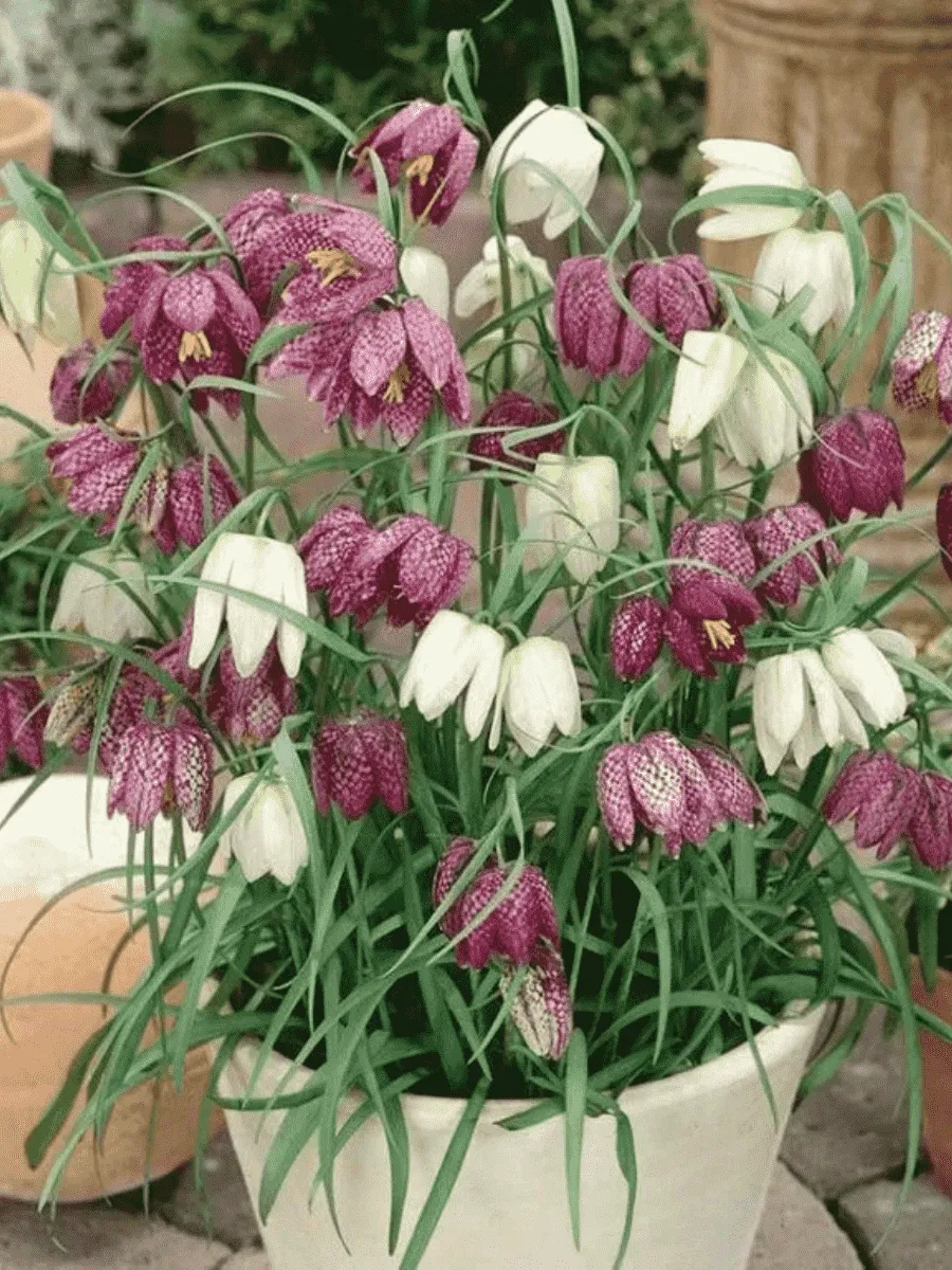 Рябчик Meleagris Mixed