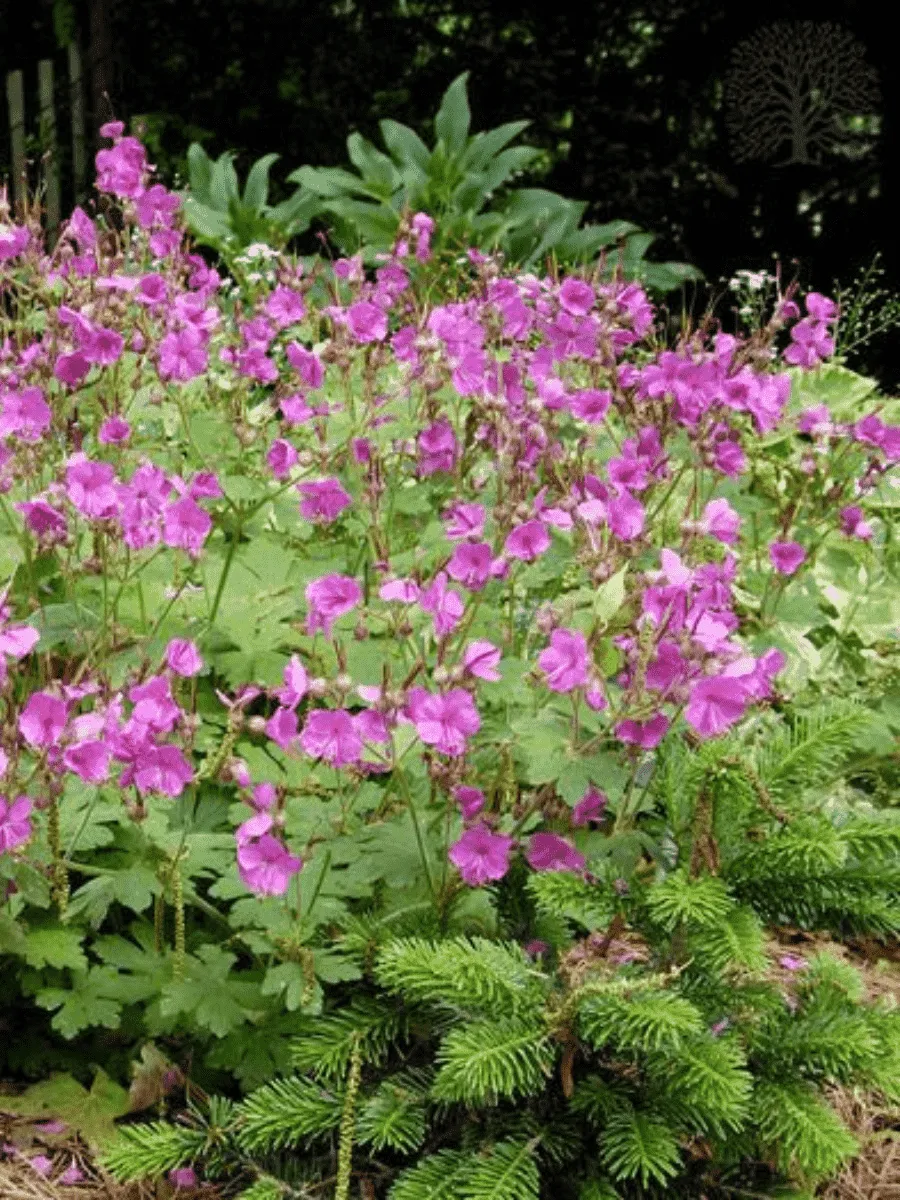Герань Bevan's Variety