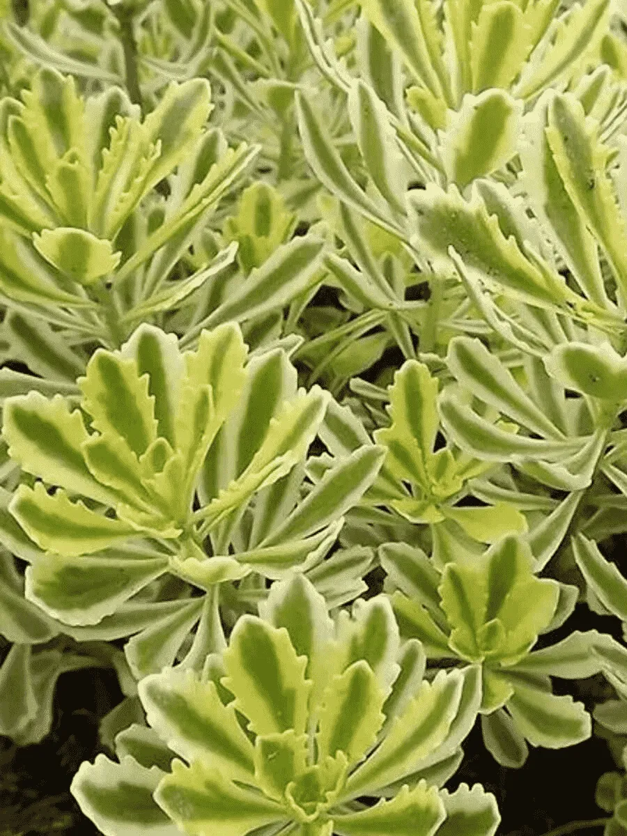 Очиток  МИДДЕНДОРФА "VARIEGATA"