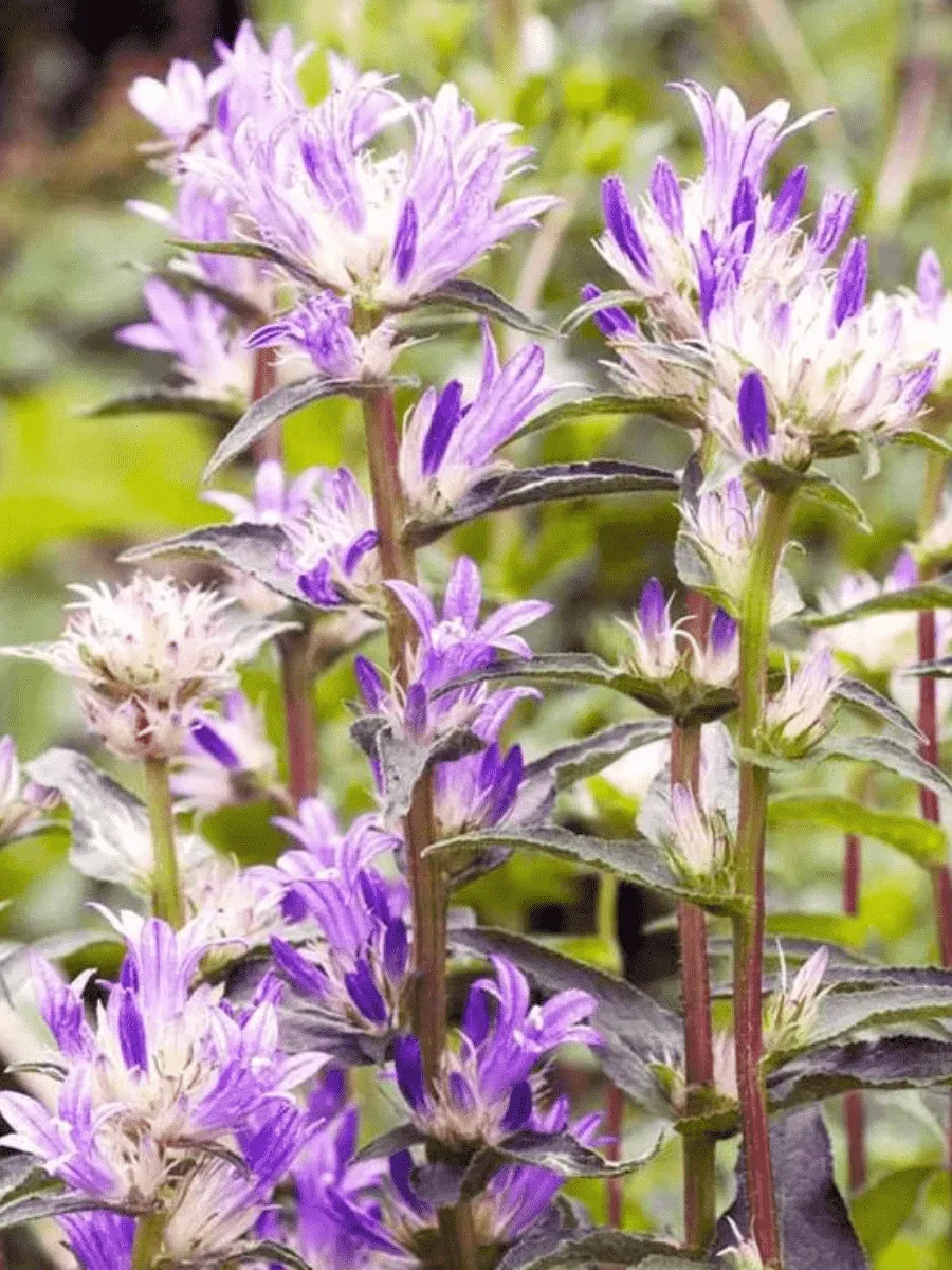 Колокольчик скученный Genti Twisterbell