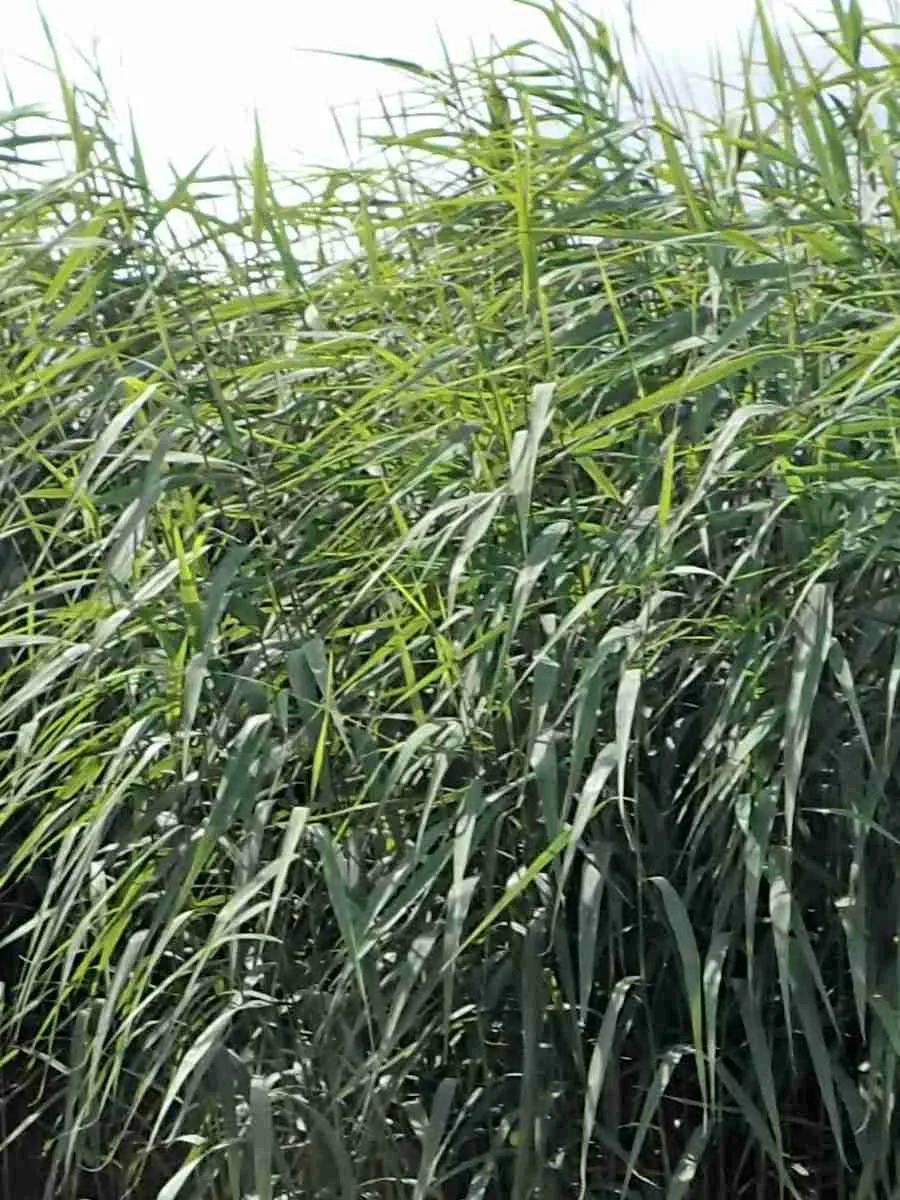 Тростник южный