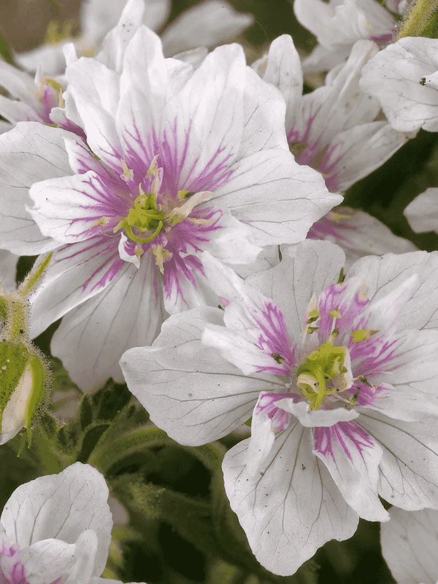 Герань луговая Double Jewel