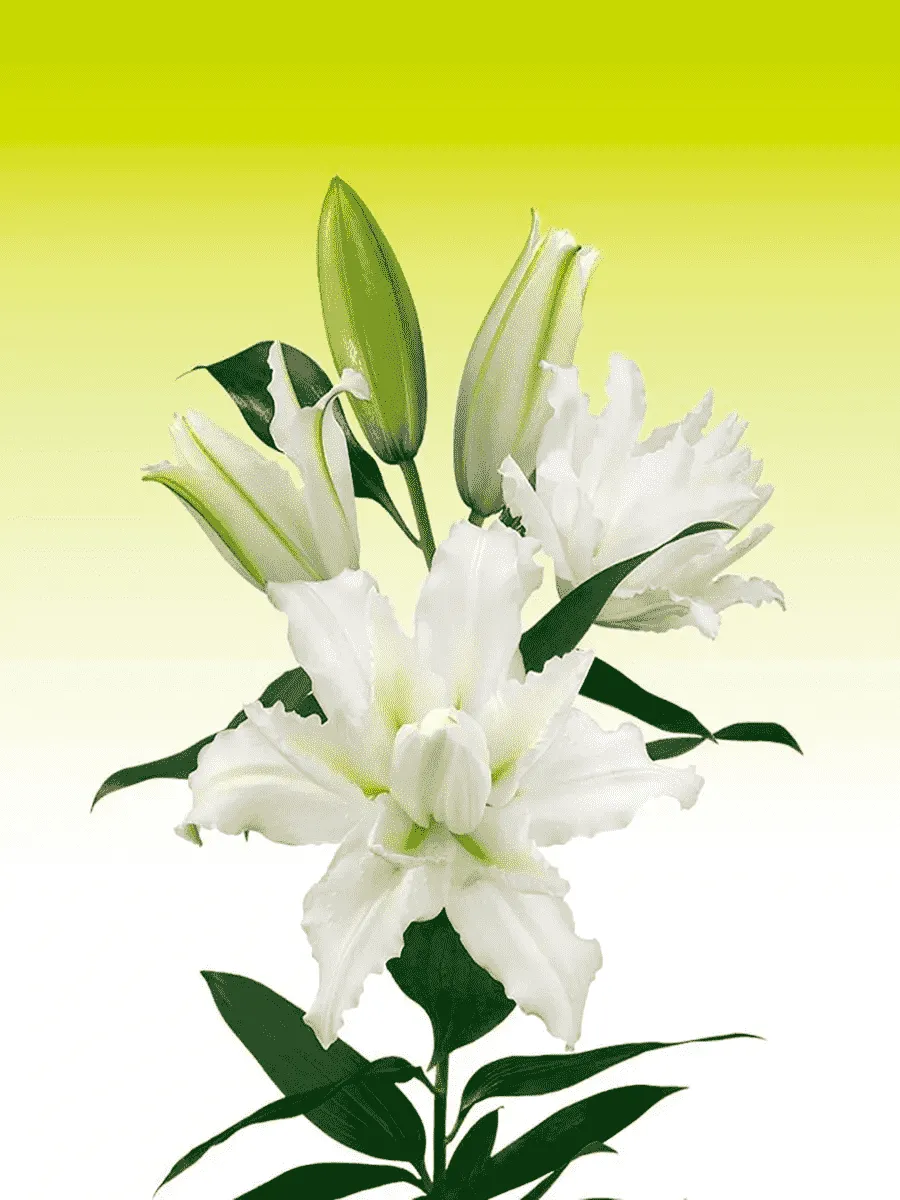 Лилия Roselily Eleonora