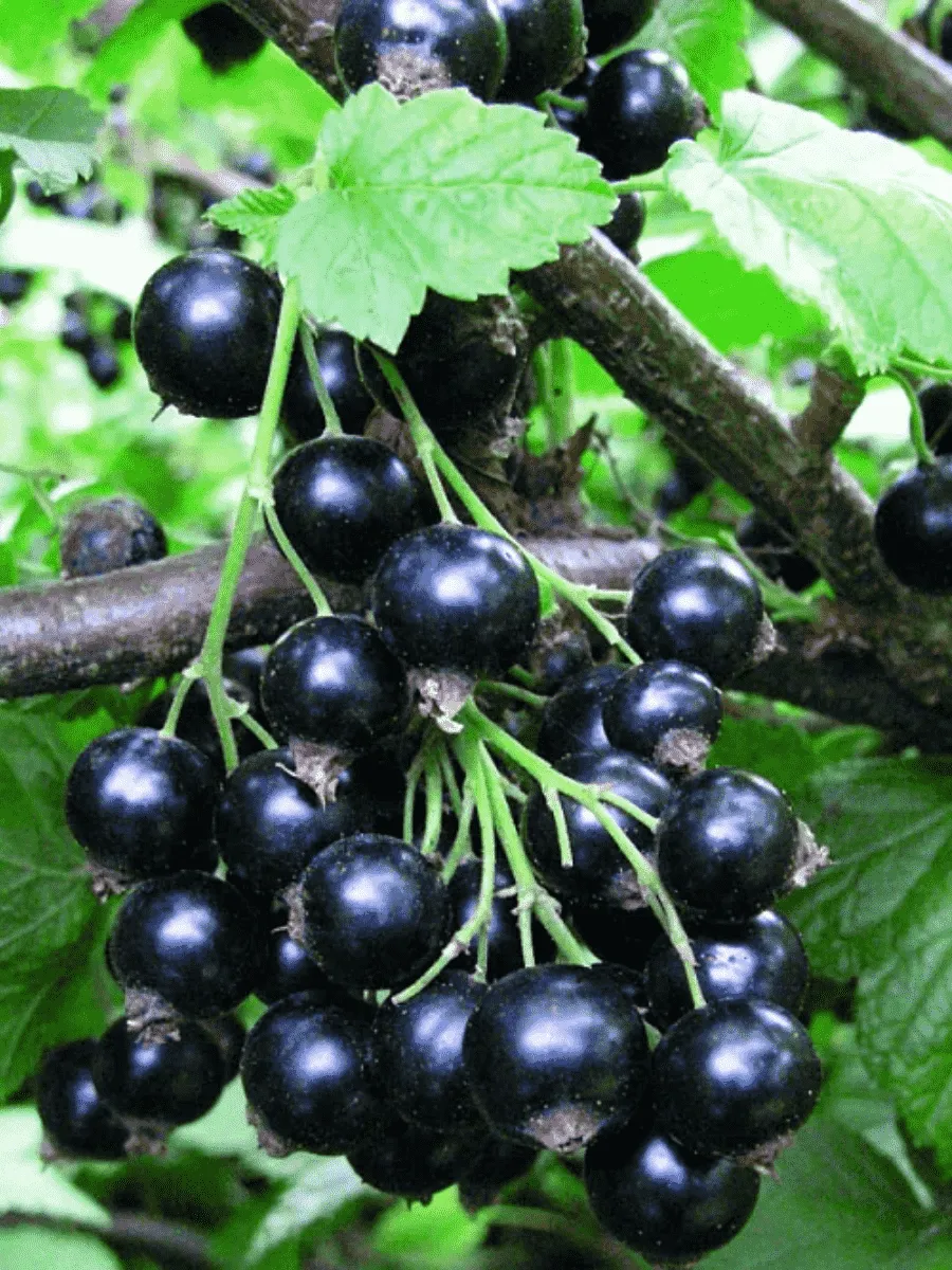 Смородина черная Селеченская 2