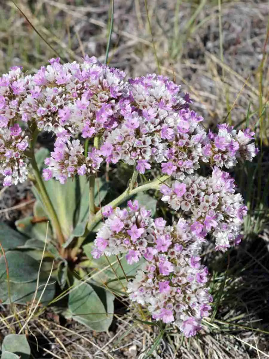 Гониолимон