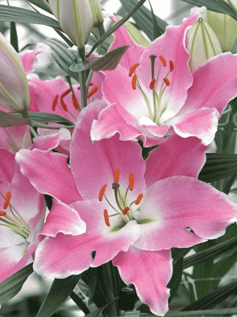 Лилия Queenfish