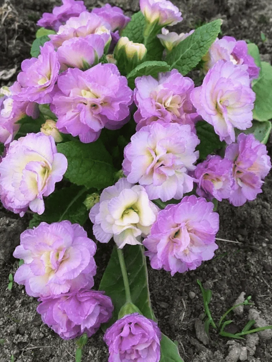 Примула обыкновенная Camaieu