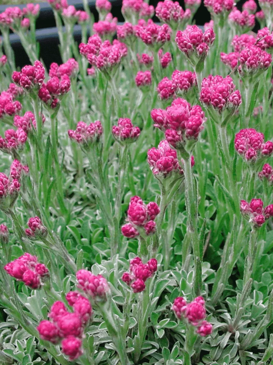 Антеннария двудомная Alex Duguid