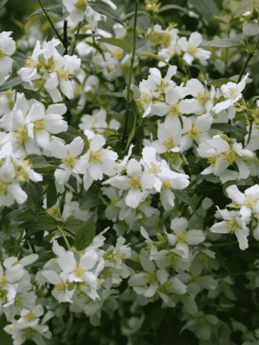 Чубушник Земляничный