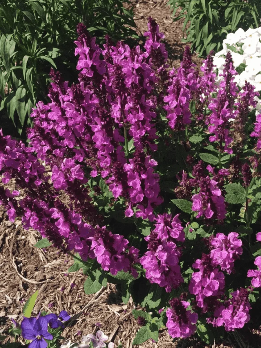 Шалфей дубравный Rose Marvel