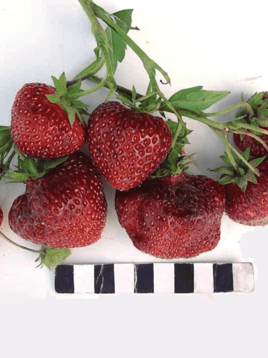 Земляника садовая Ред Гонтлет