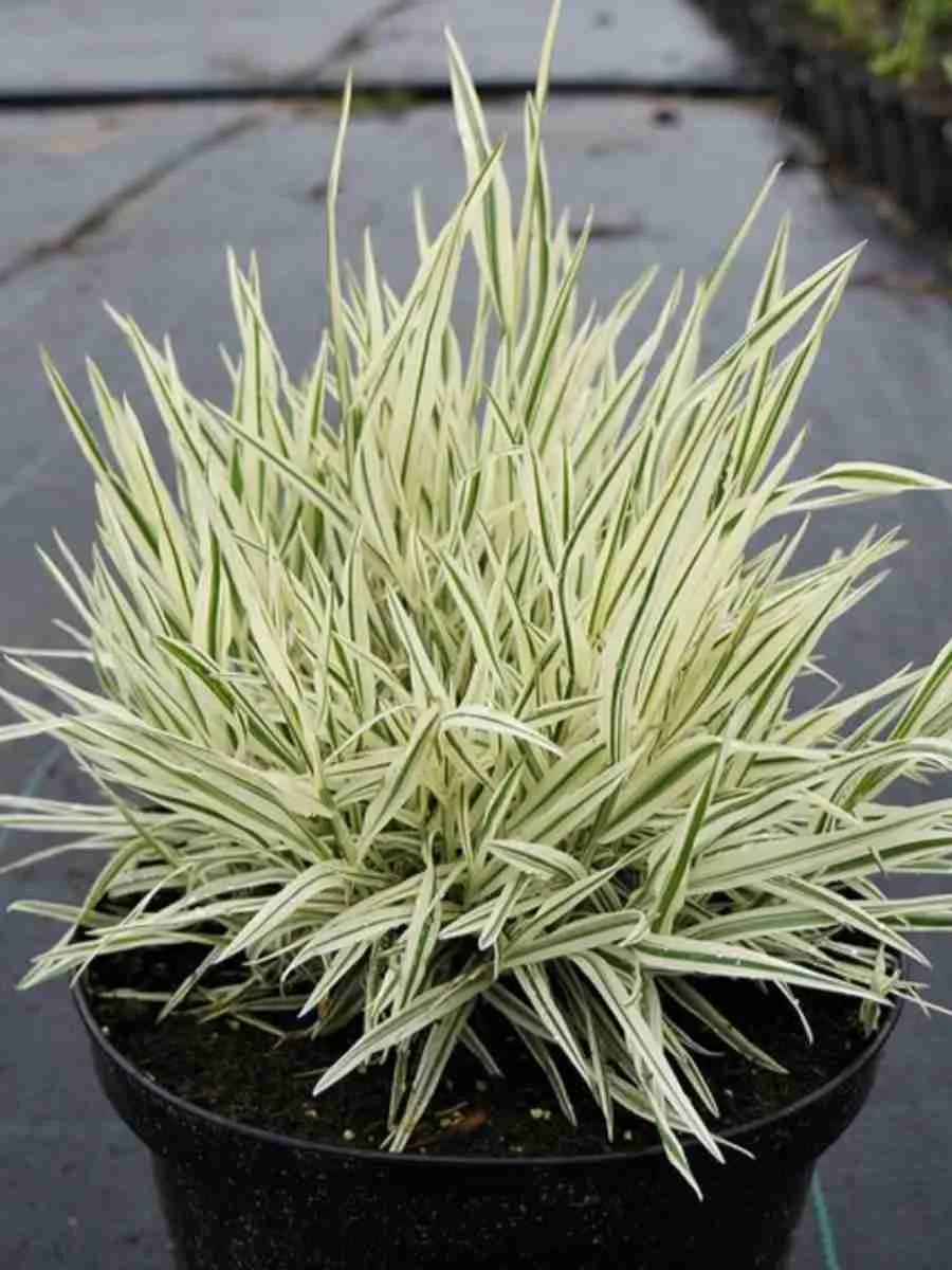 Бухарник мягкий Jackdaws Cream