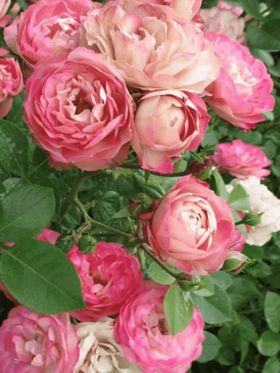 Роза Флорибунда Acropolis