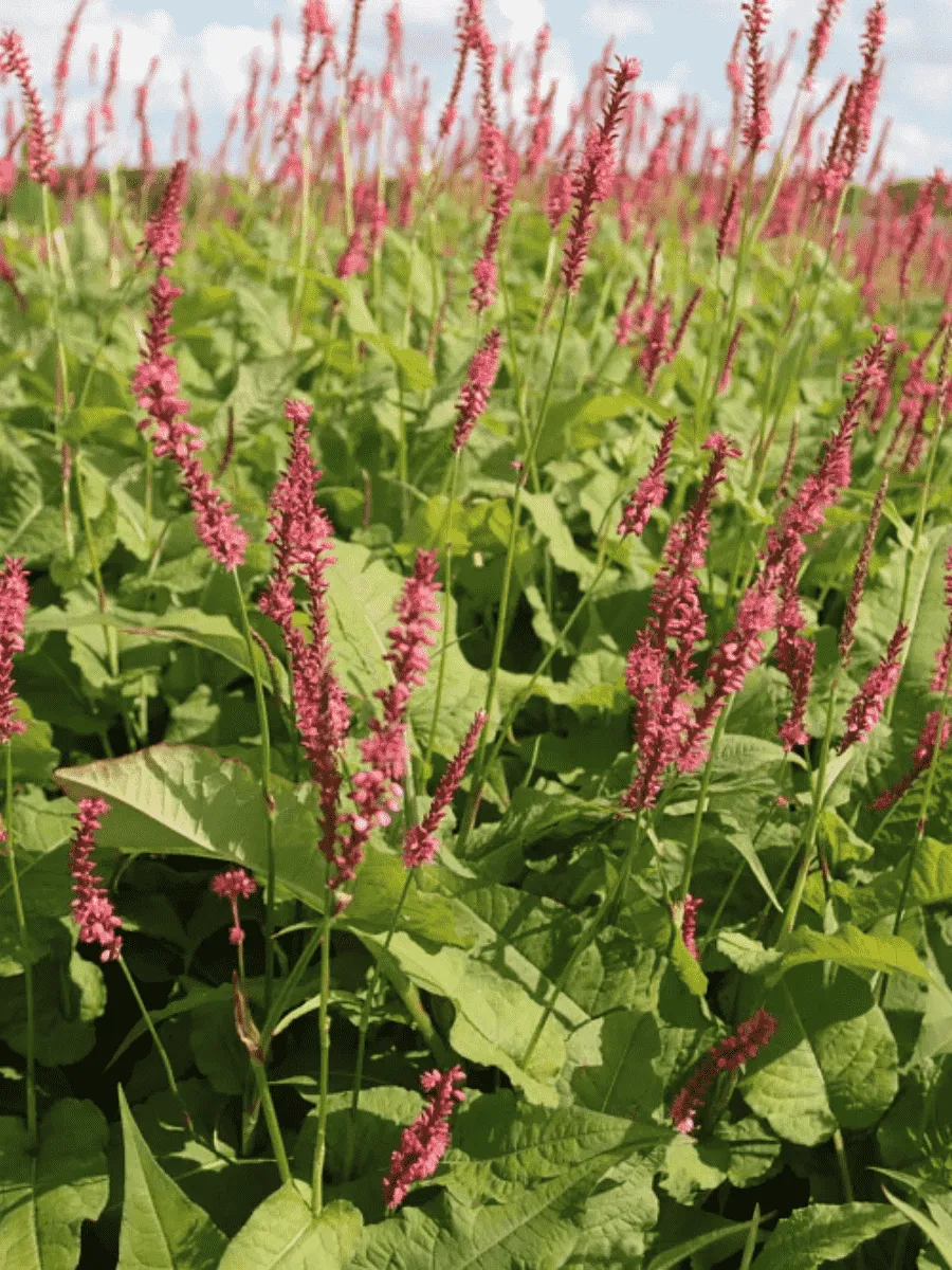 Горец стеблеобъемлющий Blackfield