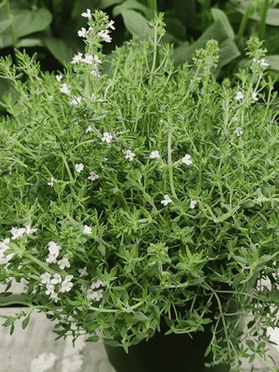 Тимьян лимоннопахнущий SUMMERDREAMS