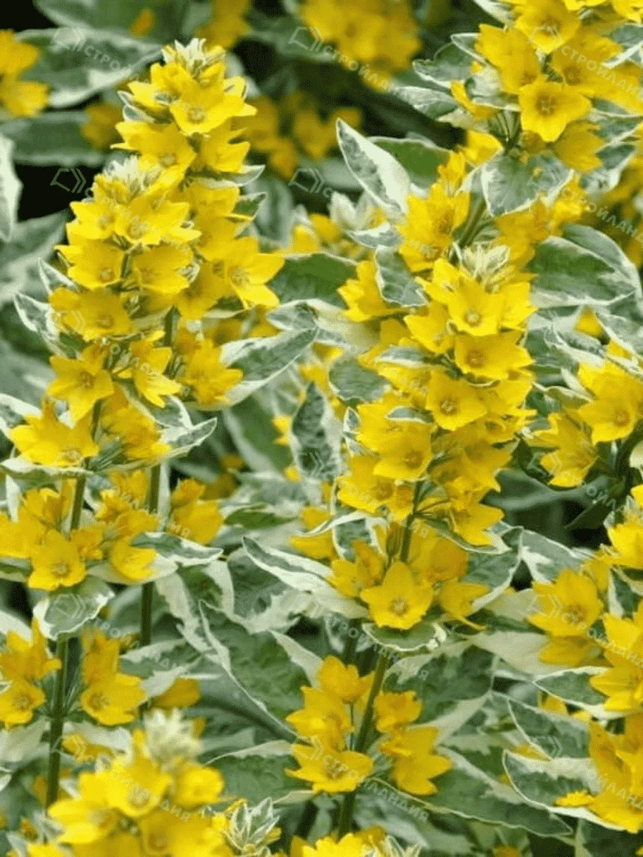 Вербейник точечный Alexander