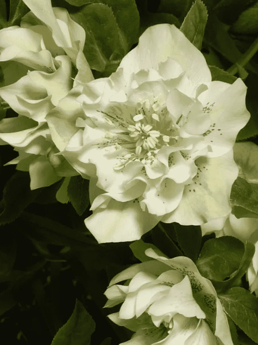 Морозник восточный White Double